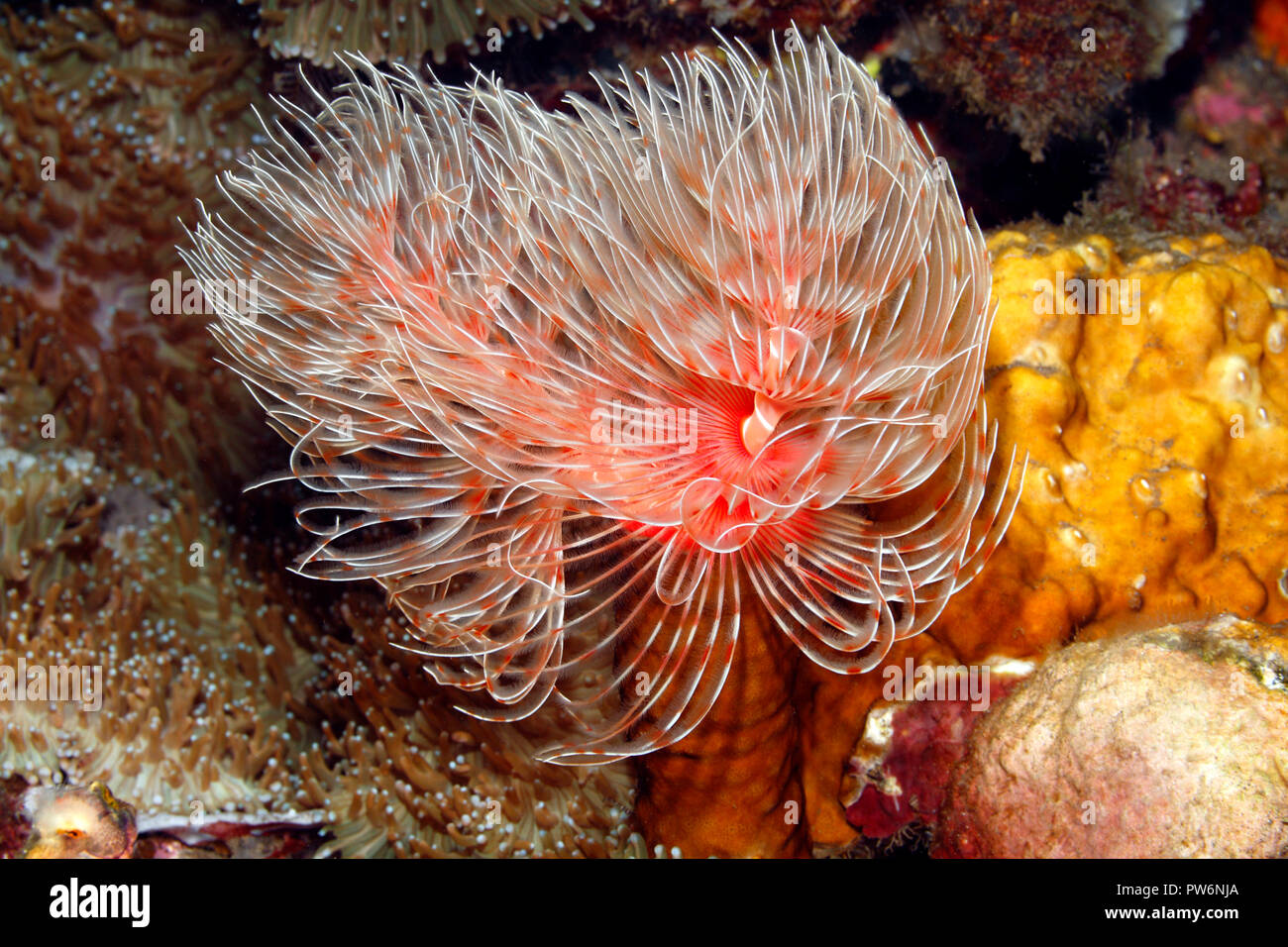 Magnífico lombriz tubo Protula bispiralis, previamente Protula magnifica.Tulamben, Bali, Indonesia. Bali, mar, océano Índico Foto de stock