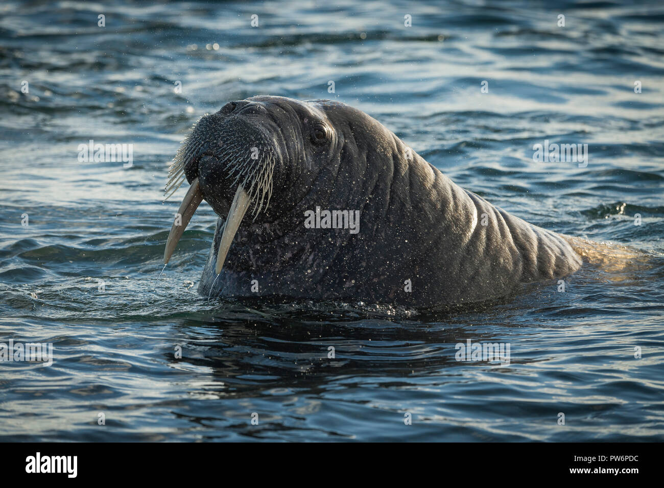 La morsa (Odobenus rosmarus), retrato, Noruega, Svalbard Fotografía de  stock - Alamy