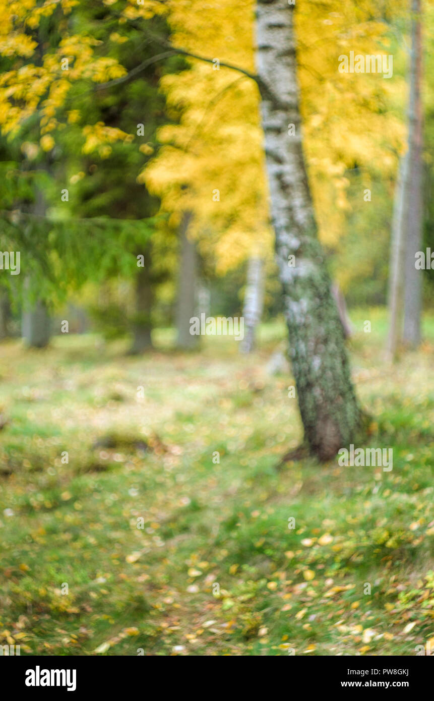 Fondo borroso- otoño paisaje noruego (bosque boreal con árboles de color amarillo). Foto de stock