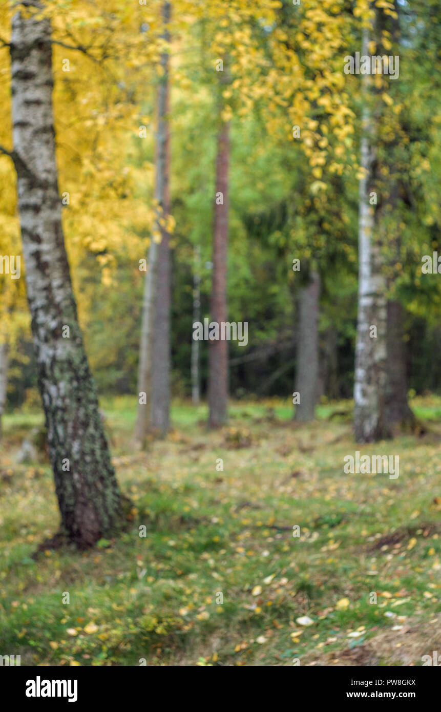 Fondo borroso- otoño paisaje noruego (bosque boreal con árboles de color amarillo). Foto de stock