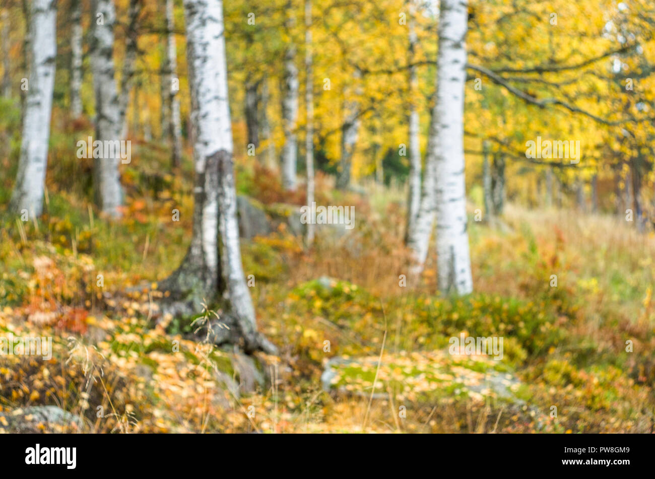 Fondo borroso- otoño paisaje noruego (bosque boreal con árboles de color amarillo). Foto de stock