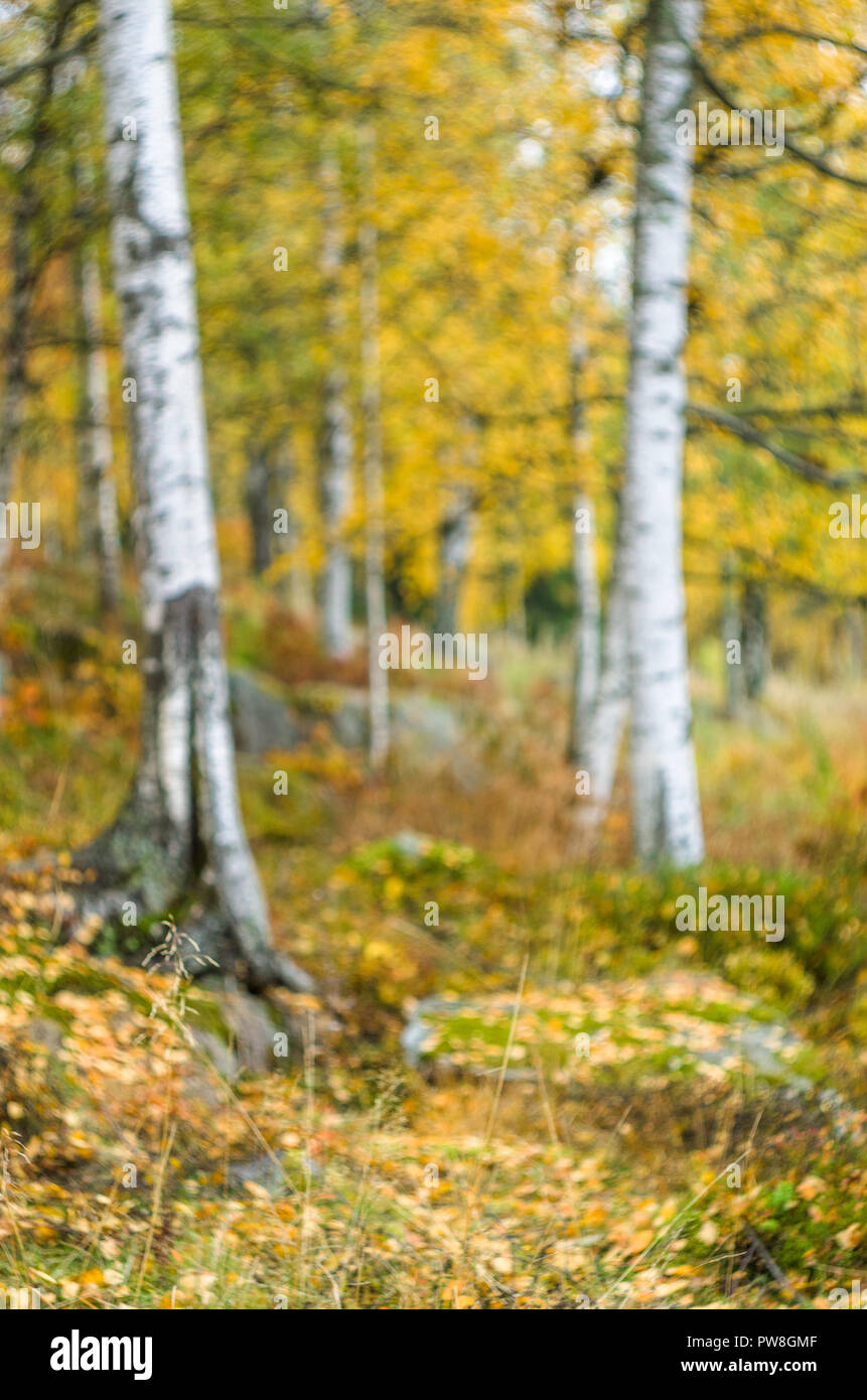 Fondo borroso- otoño paisaje noruego (bosque boreal con árboles de color amarillo). Foto de stock