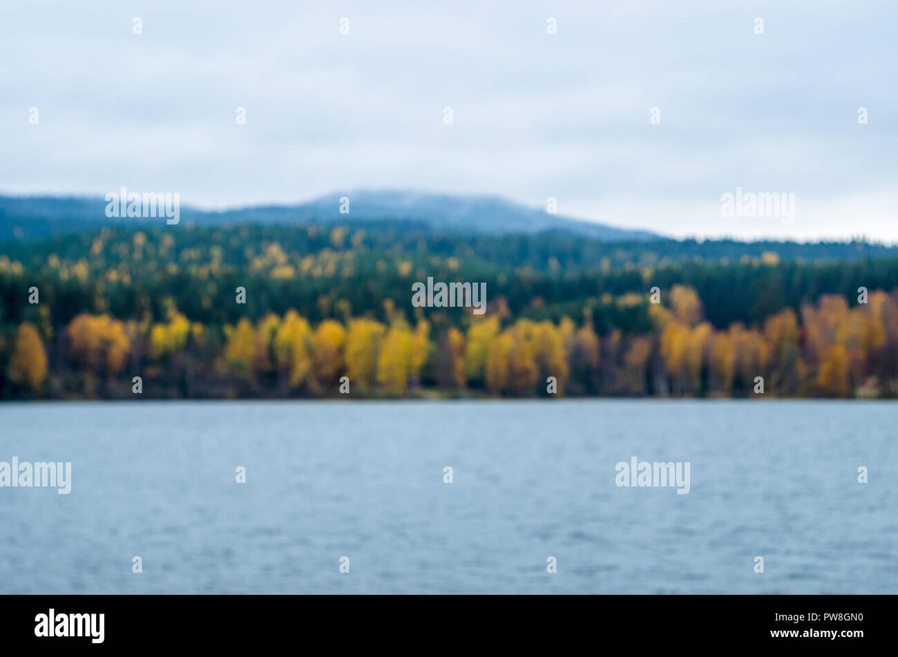 Fondo borroso- otoño paisaje noruego (bosque boreal con árboles de color amarillo). Foto de stock