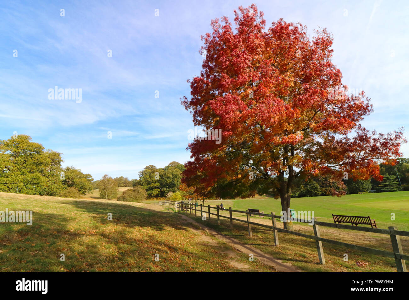 Ampthill, Reino Unido. 13 de octubre de 2018. Sol de otoño y colores en gran parque, Ampthill Ampthill, Bedfordshire, Reino Unido el 13 de octubre de 2018 Foto de Keith Mayhew Crédito: KEITH MAYHEW/Alamy Live News Foto de stock