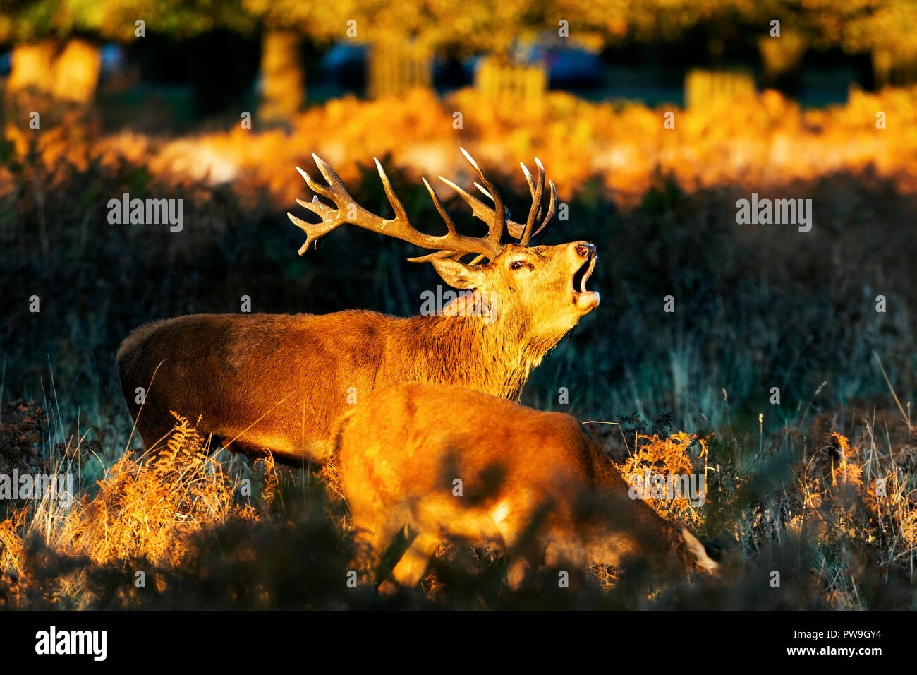 Ciervo rojo durante el otoño de rutina en los parques de Londres Foto de stock