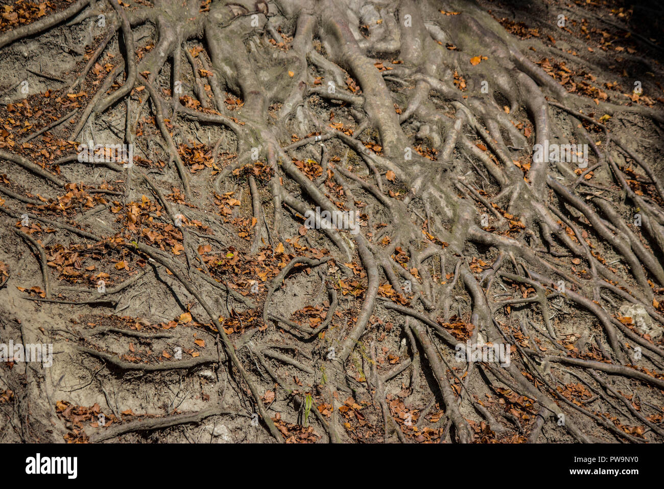 El árbol de la vida, un punto de origen. Los árboles viven en escala  diferente de los seres humanos que tienen el lujo de tiempo en sus manos  Fotografía de stock -