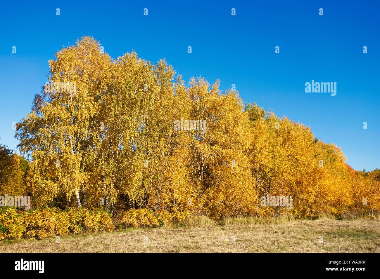 Los árboles con follaje amarillo dorado en otoño. Bitsa Bitsevski Park (Parque), Moscú, Rusia. Foto de stock