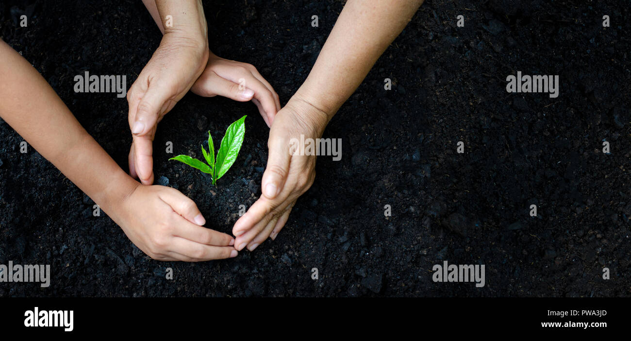 Medio ambiente el día de la tierra en manos de los árboles que crecen las plántulas. Bokeh de fondo verde mano femenina sosteniendo árbol sobre la naturaleza del bosque de hierba del campo conservati Foto de stock