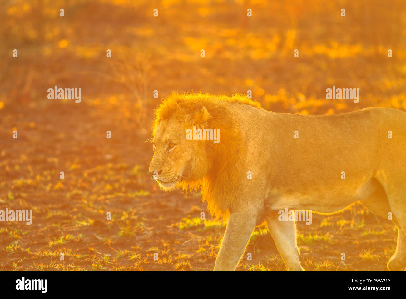 Primer plano de león macho caminar en el Parque Nacional Kruger, Sudáfrica. Panthera leo en la naturaleza del hábitat. El león es parte de la popular Big Five. Hermosa luz del amanecer. Vista lateral. Foto de stock