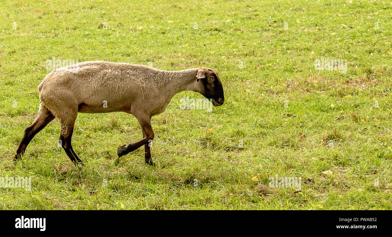 Suffolk ovejas para un paseo. Foto de stock