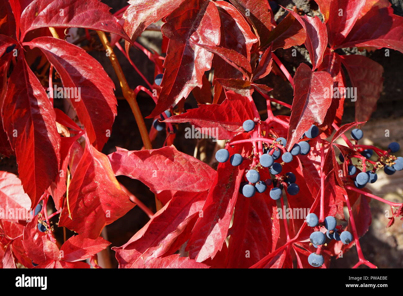 Wilde Weinrebe (Vitis vinifera subsp. sylvestris), rotes Herbstlaub, Moseltal, Rheinland Pfalz, Deutschland Foto de stock