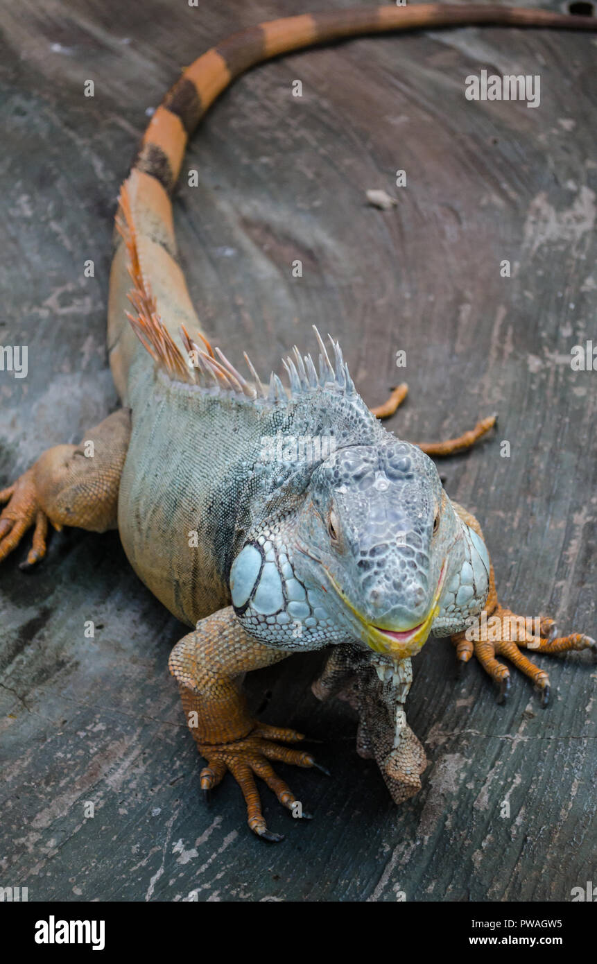 Iguana rayada fotografías e imágenes de alta resolución - Página 3 - Alamy