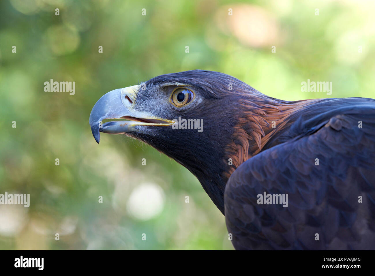 Ver perfil de retrato de un Águila real. Durante siglos, esta especie ha  sido uno de los más reputados aves utilizadas en la cetrería Fotografía de  stock - Alamy