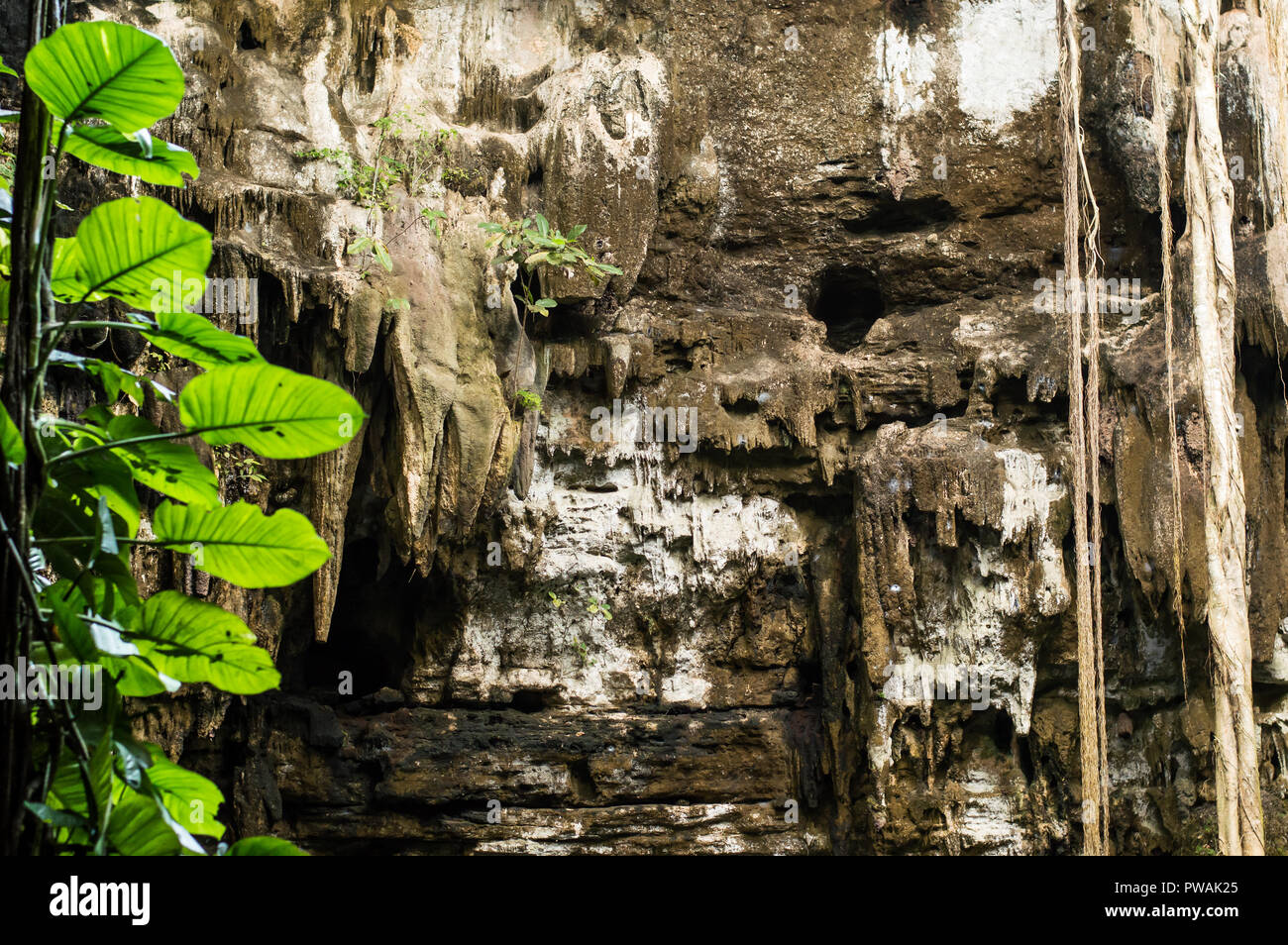 Cenote pared de roca en Valladolid, Yucatan. Foto de stock