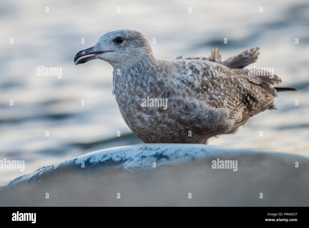 Una gaviota argéntea juvenil de Lakeshore State Park en Milwaukee, Wisconsin. Es una compactación de salmones muertos que ha arrojado en la playa. Foto de stock