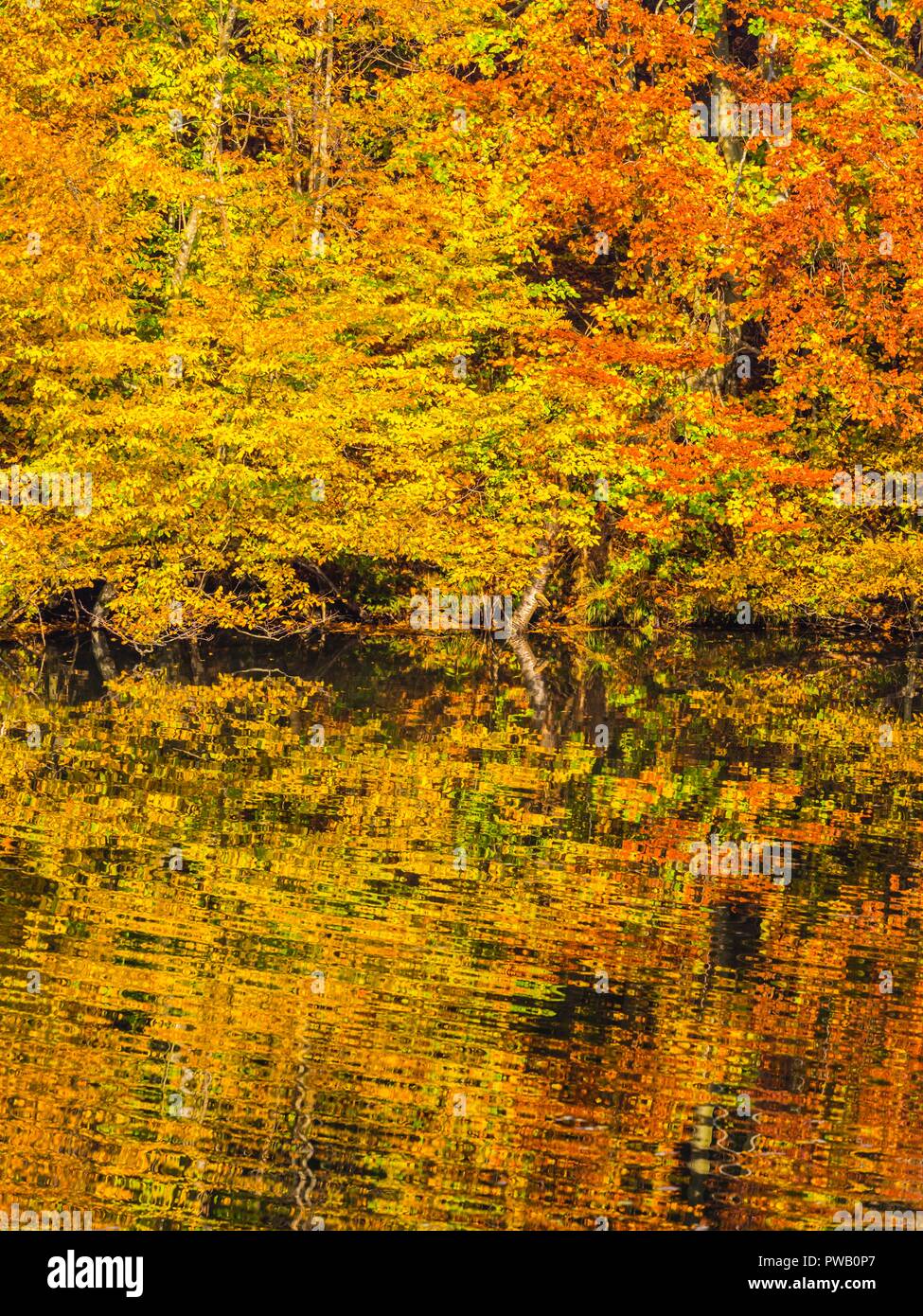 El paisaje del otoño en la naturaleza Brod na Kupi Croacia Foto de stock