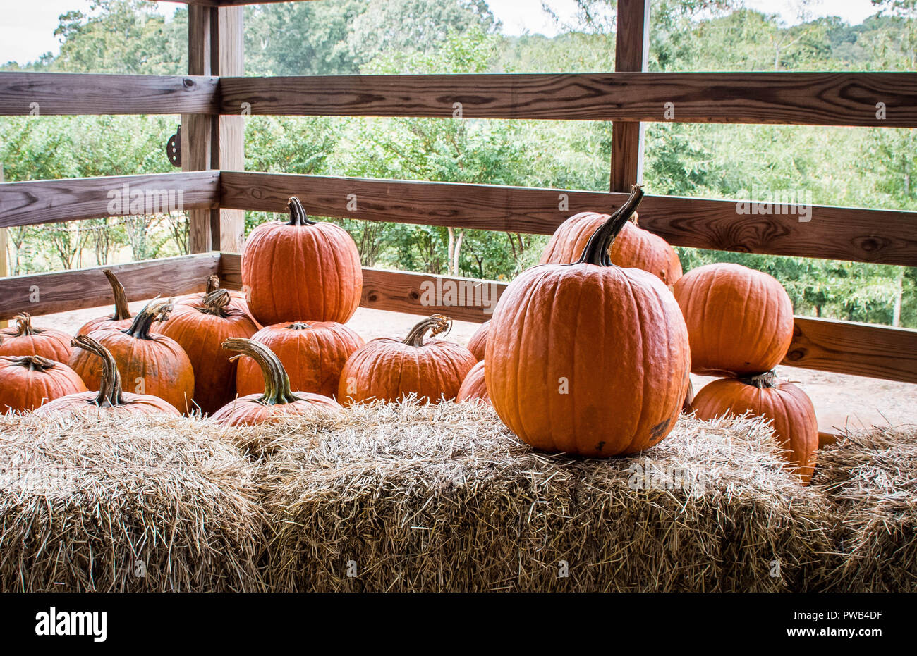 Una variedad de calabazas cosechadas en espera de su selección para el decorado de vacaciones, de Gainesville, Georgia, EE.UU. Foto de stock