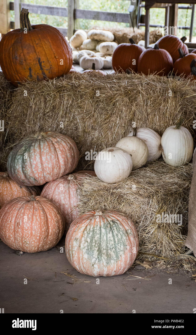 Una variedad de calabazas cosechadas en espera de su selección para el decorado de vacaciones, de Gainesville, Georgia, EE.UU. Foto de stock