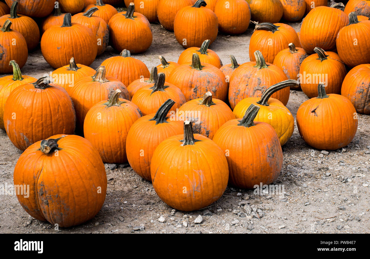 Calabazas cosechadas en espera de su selección para el decorado de vacaciones, de Gainesville, Georgia, EE.UU. Foto de stock