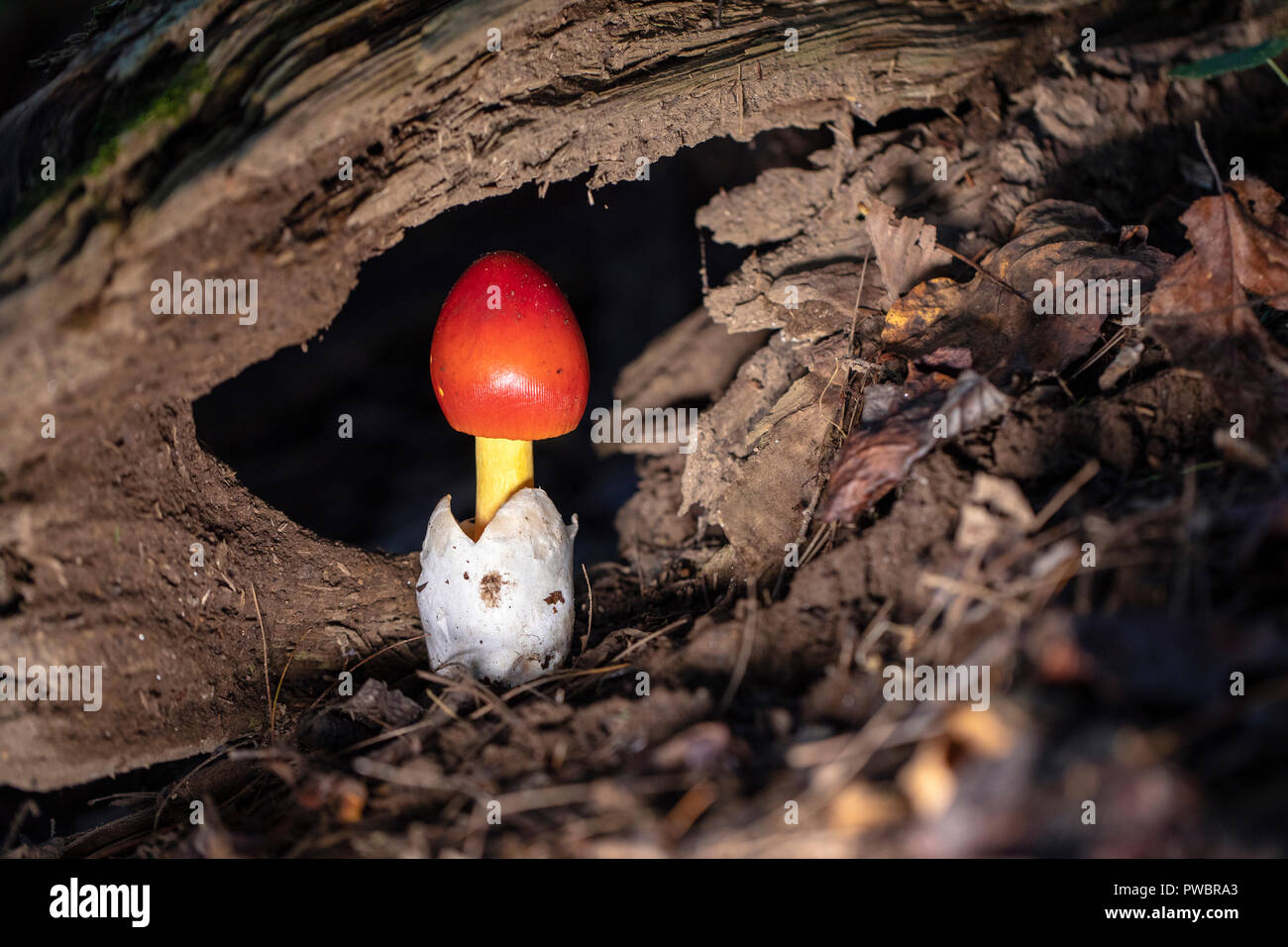 Amanita setas jacksonii emergentes - Bosque Nacional Pisgah, Brevard, Carolina del Norte, EE.UU. Foto de stock