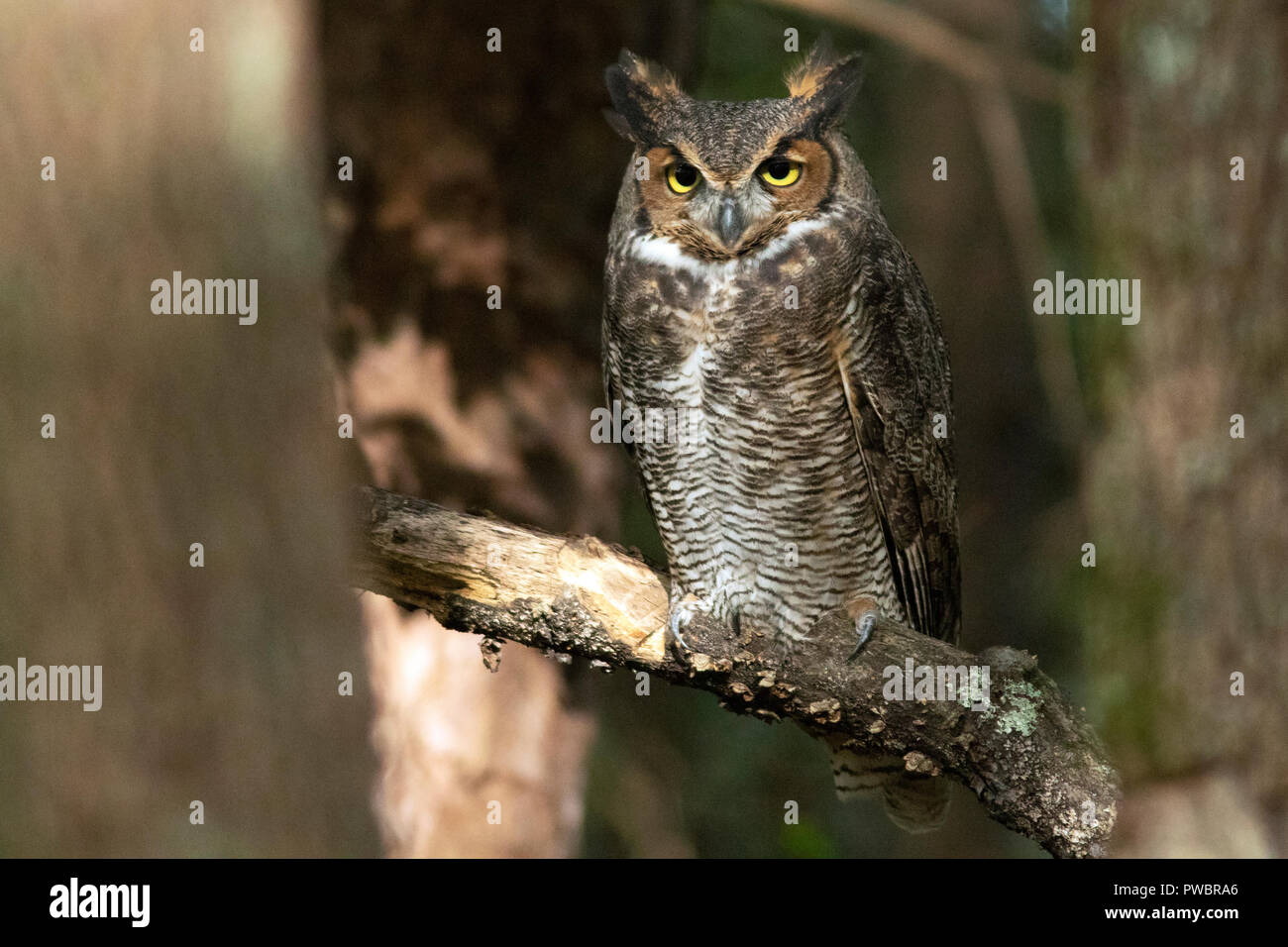 Gran Búho cornudo (Bubo virginianus) - Brevard, Carolina del Norte, EE.UU. Foto de stock