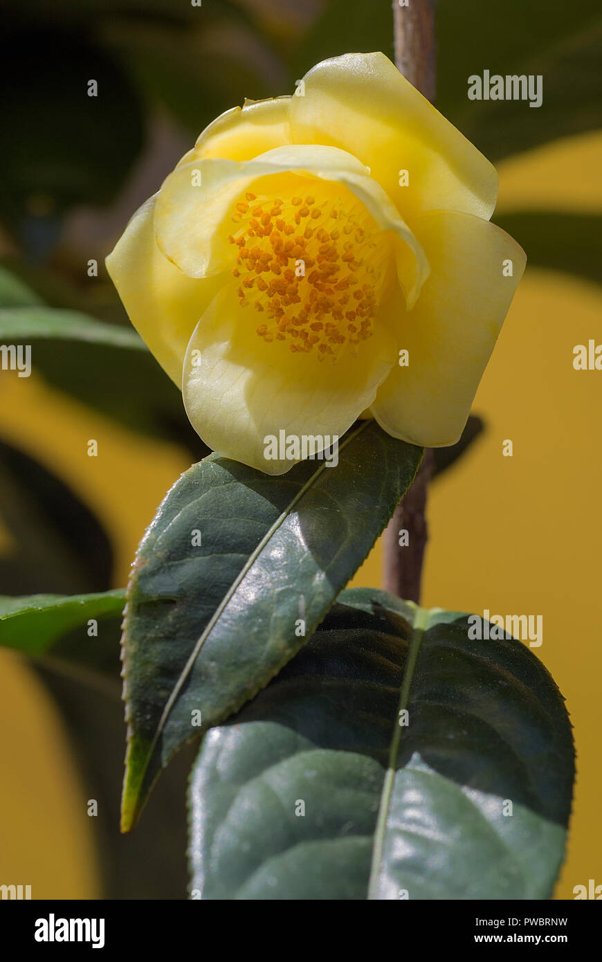 Camelia amarilla fotografías e imágenes de alta resolución - Alamy