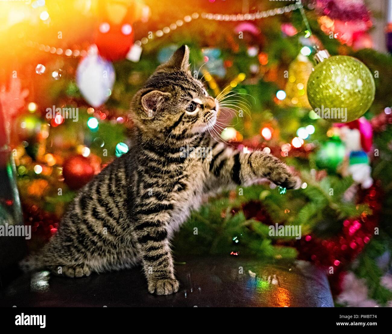 Fondo de pantalla del gato fotografías e imágenes de alta resolución -  Página 2 - Alamy