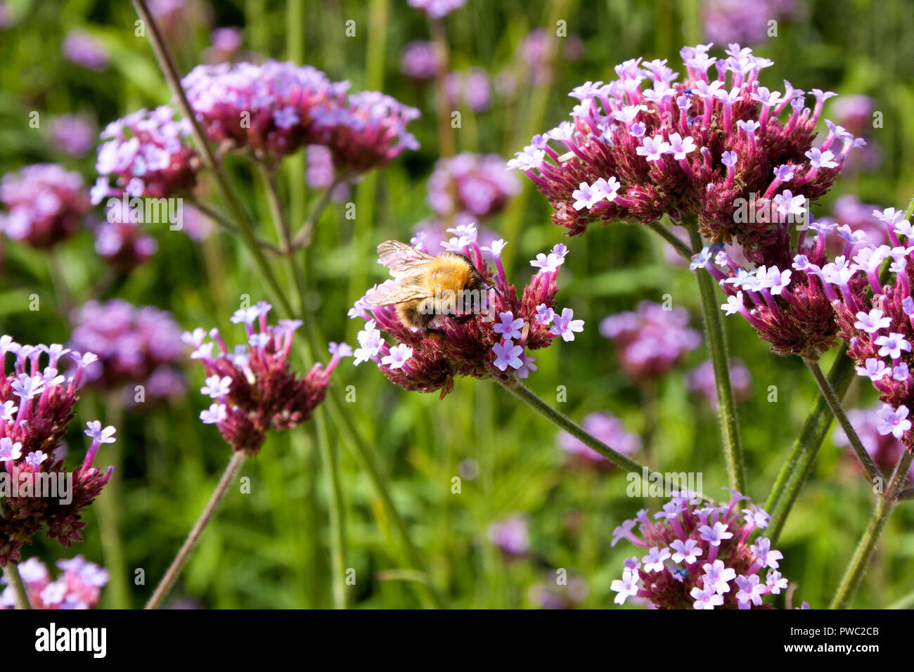Abeja recoge polen de argentinos Vervain (Verbena bonariensis) Foto de stock
