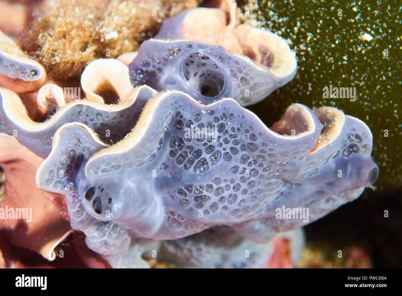 Esponja incrustante azulada (Phorbas tenaz) y alga roja coralina (Mesophyllum lichenoides) en el Parque Natural de Ses Salines Formentera,Islas Baleares) Foto de stock