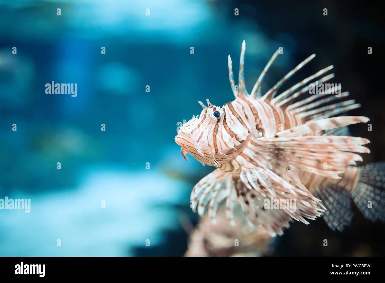 Retrato de hermosa venenoso pez león en el acuario Foto de stock