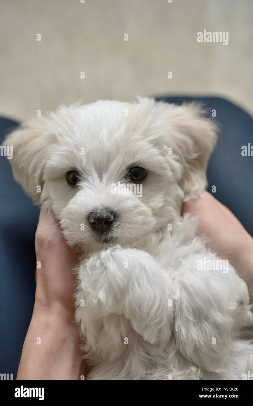Jovencito jugar con blanco cachorro de perro maltés Foto de stock
