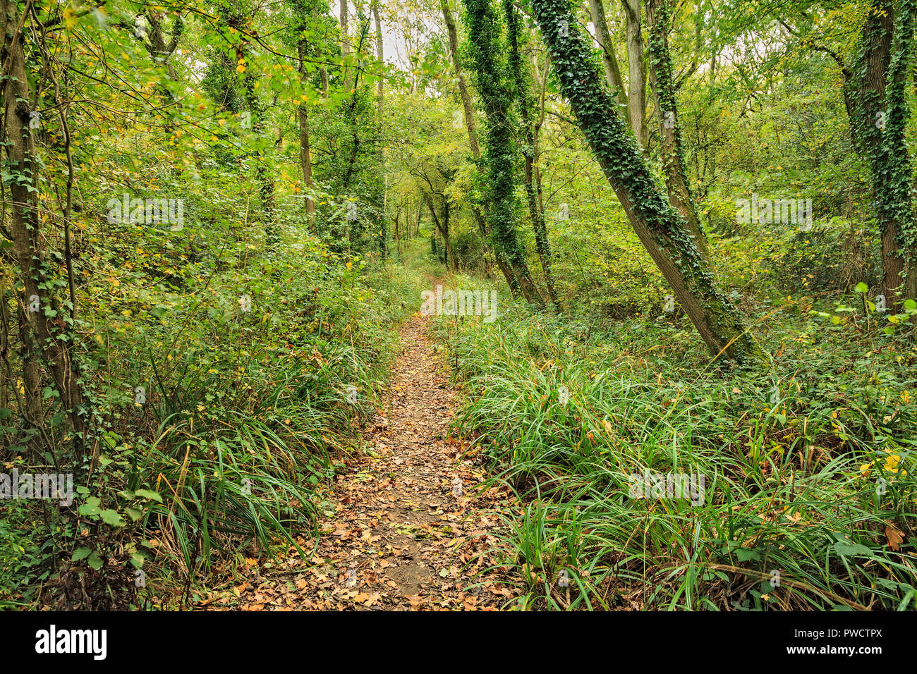 Binsted Woods, un antiguo bosque de vagar por las aceras y camino de herradura, cerca de la aldea de Binsted West Sussex. Foto de stock