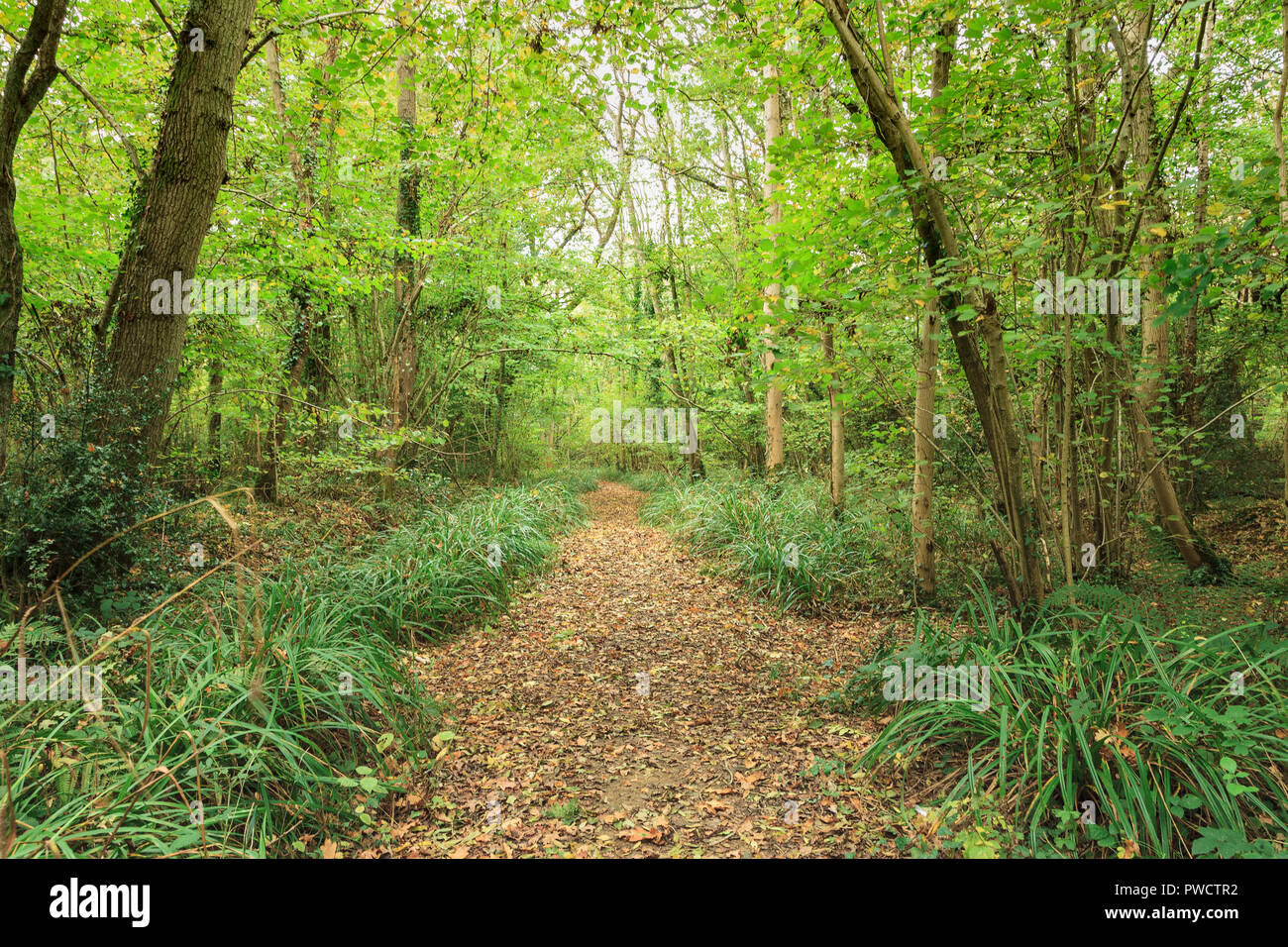 Binsted Woods, un antiguo bosque de vagar por las aceras y camino de herradura, cerca de la aldea de Binsted West Sussex. Foto de stock