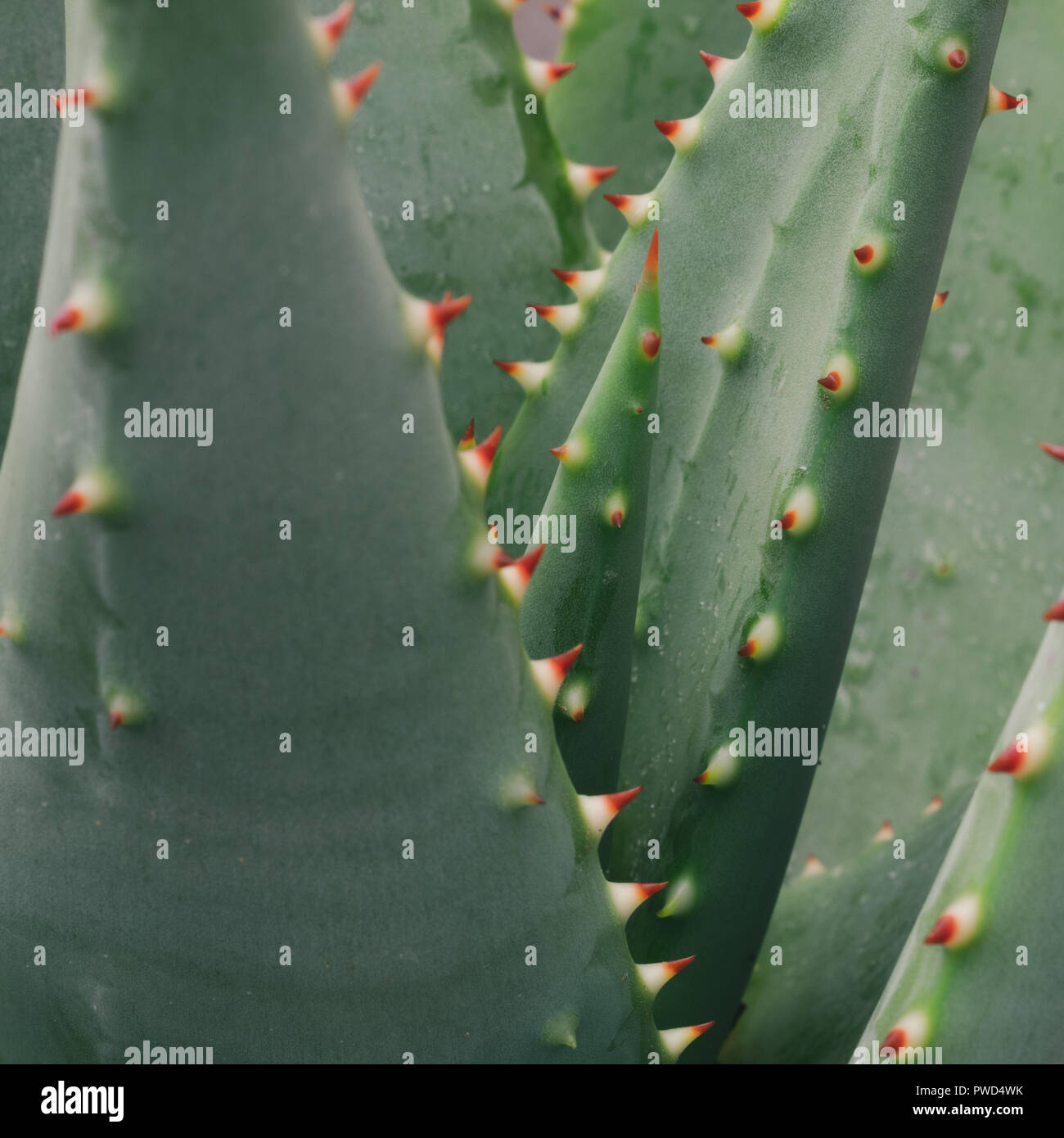 Planta de Aloe Vera con puntas de color rojo brillante cerrar Fotografía de  stock - Alamy