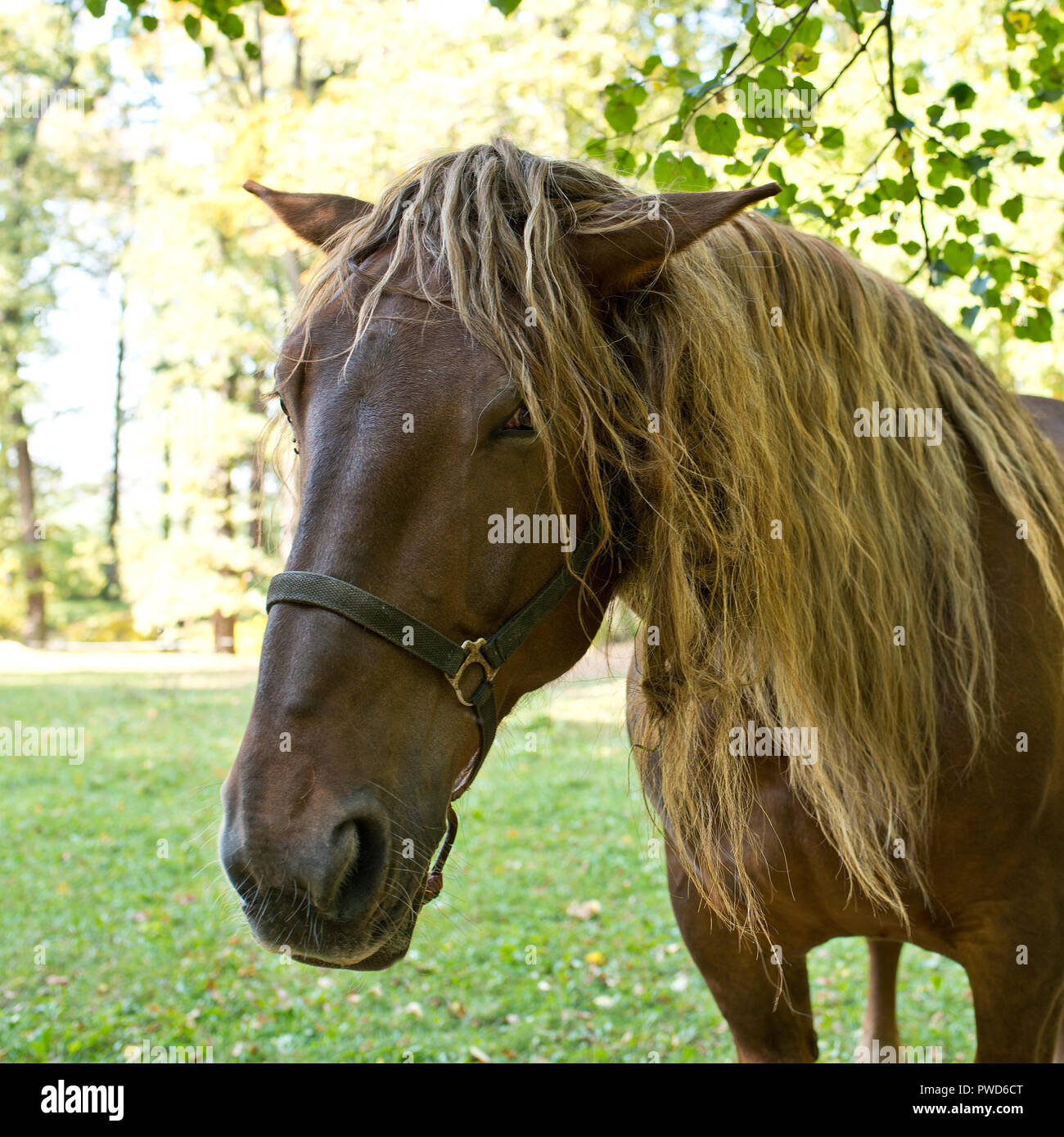 Cabeza de caballo con larga melena Foto de stock