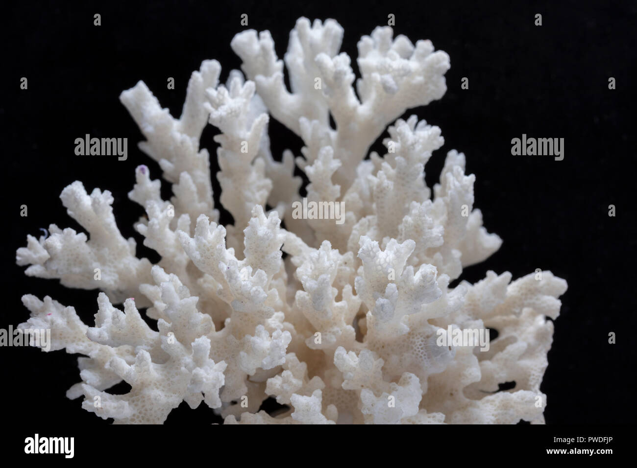 Cerca de coral blanco sobre fondo negro Foto de stock