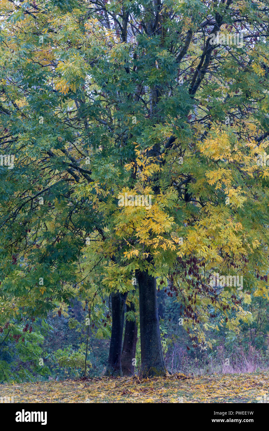 Fresno común árbol en otoño en el Parque Nene, Peterborough, verde y