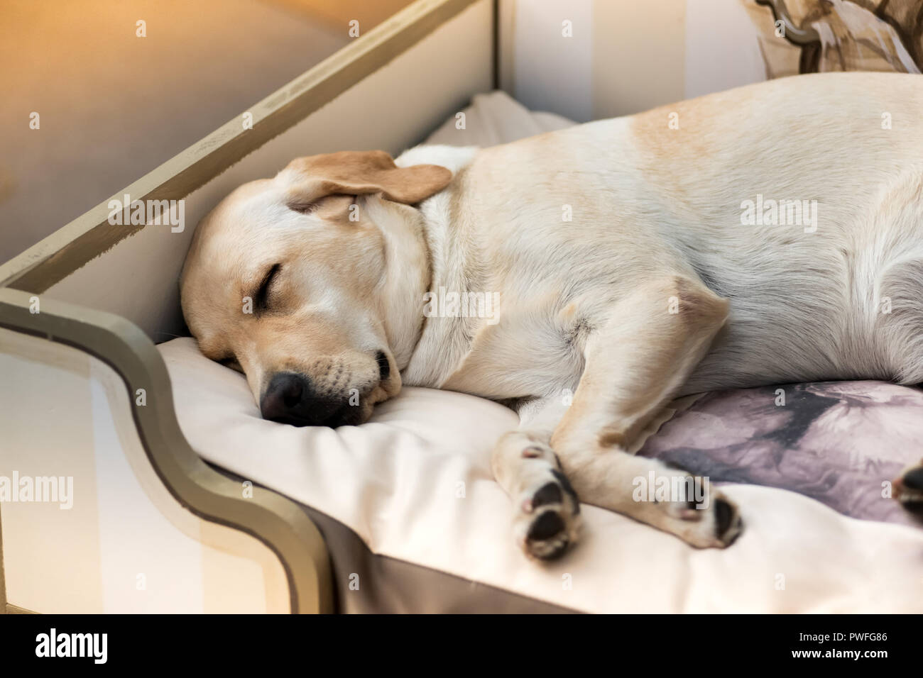 Lindo Labrador Retriever durmiendo, sentando a su lado en la cama de la habitación, visto de cerca Fotografía de - Alamy