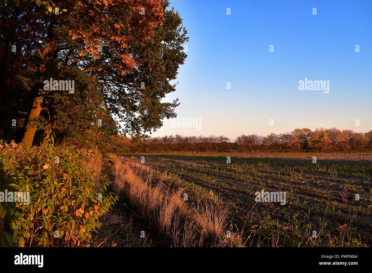 Los colores de la tarde de otoño en los bosques en Bomlitz. Foto de stock
