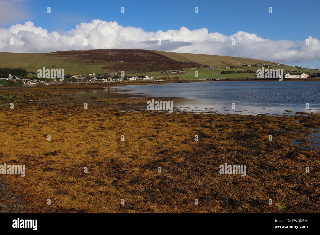 Colorido playa rocosa cerca Finstown, Orkney, Escocia cubiertos de algas marinas marrones en la marea baja: el mar refleja el cielo azul con nubes blancas. Verdes colinas afar. Foto de stock