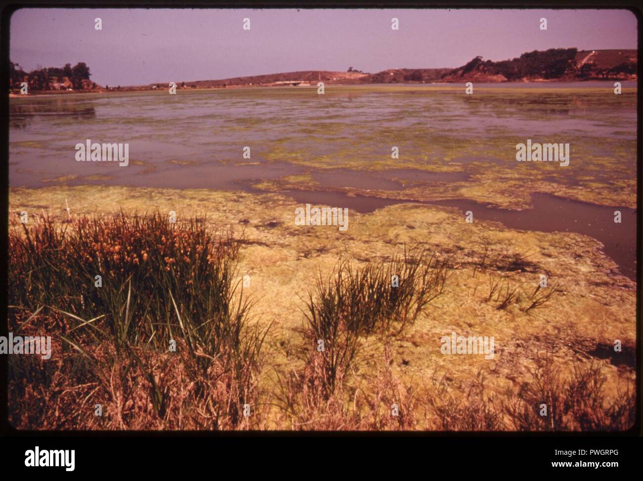 Buena-vista-laguna-es-uno-de-la-última-cuerpos de agua de este tipo en el sur de California-junio-1975 7158941700 o. Foto de stock