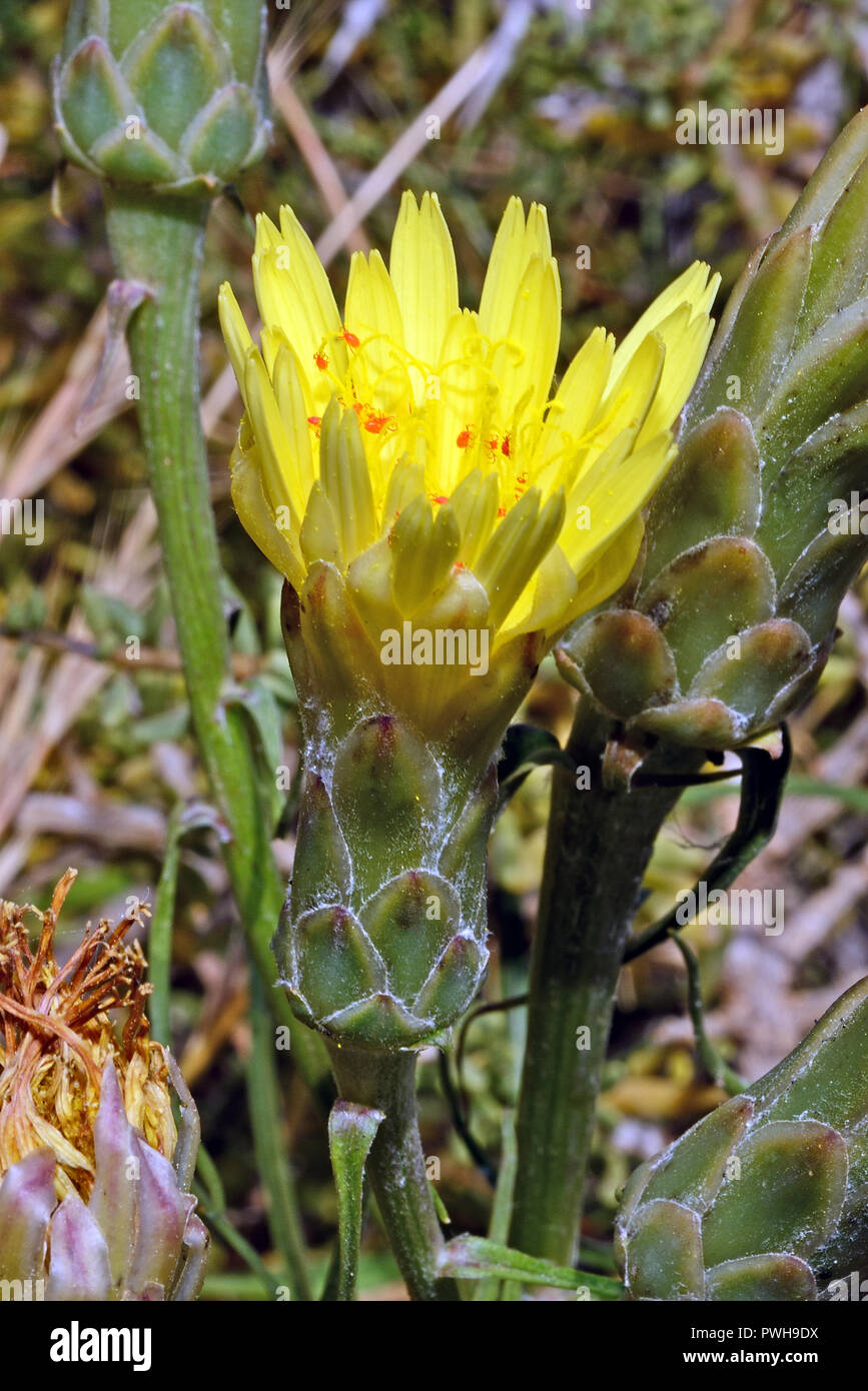 "Scorzonera" salsify angustifolia (negro) se encuentra en la Península Ibérica y en Marruecos donde ocurre en pastizales y matorrales. Las raíces son comestibles. Foto de stock