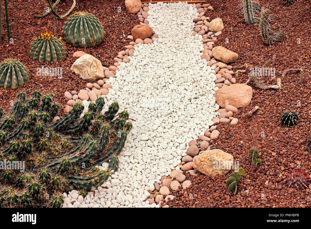Desierto de cactus , fondo con grava y una ruta de guijarros blancos Foto de stock