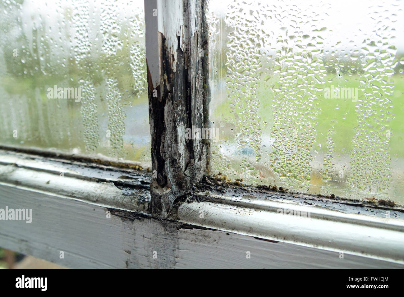 Un marco de ventana de guillotina podridos causado por la condensación y la falta de mantenimiento en una propiedad alquilada, UK Foto de stock
