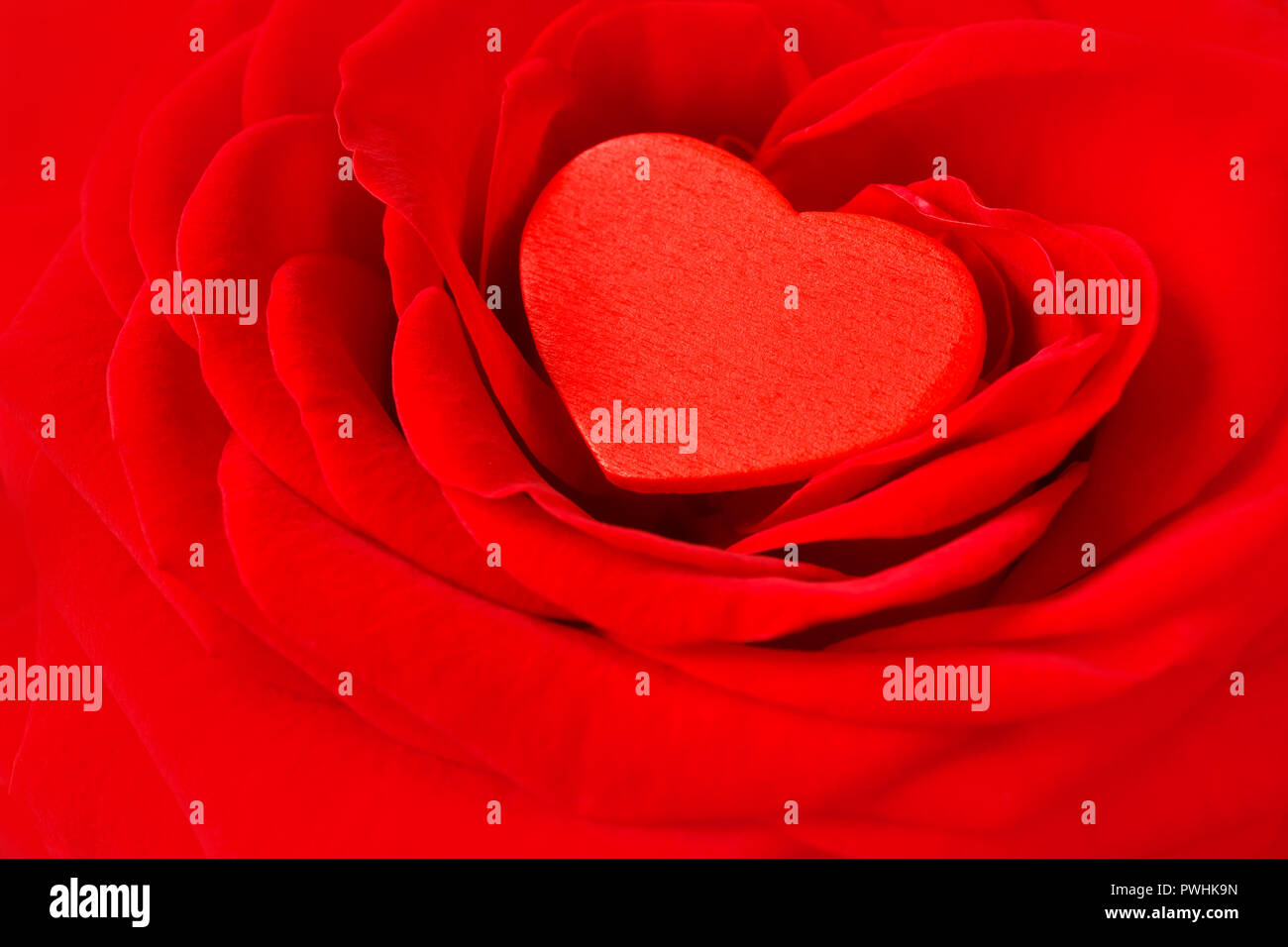 Corazón rojo en un rosa flor. Textura de fondo romántico para una boda el día de San Valentín o tarjetas de felicitación con espacio de texto. Foto de stock