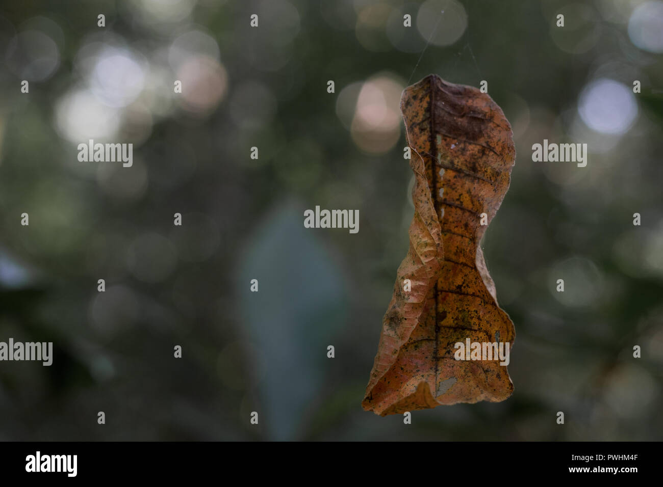 educación Orbita exprimir Dry leaf hanging fotografías e imágenes de alta resolución - Alamy