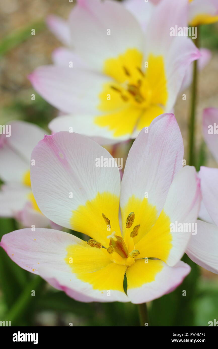 Tulipa saxatilis bakeri (Grupo) 'Lilac Wonder'. Pregunto tulip lila flores en spring garden UK Foto de stock