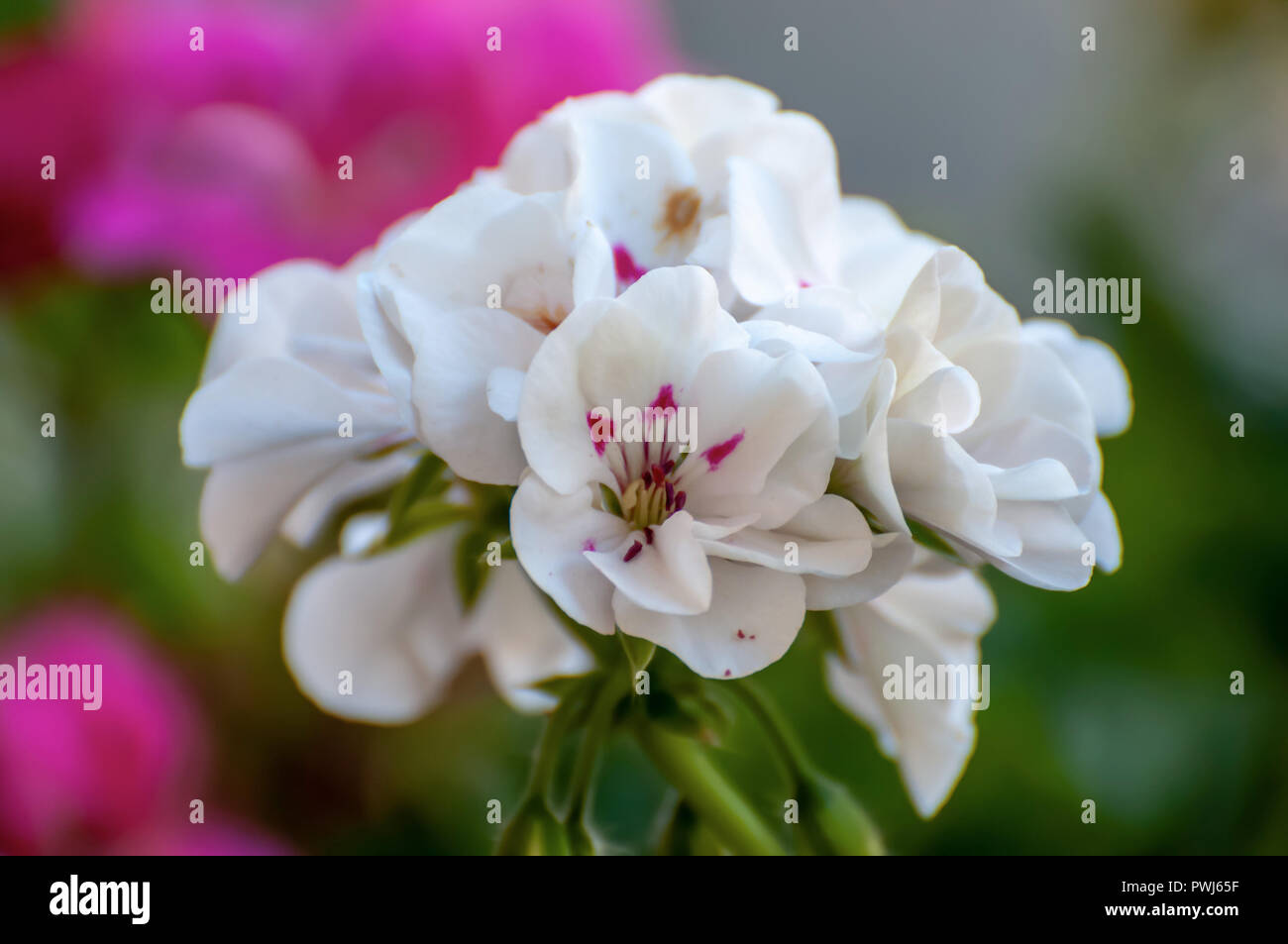 Geranio de flores blancas. Una rosa mota en el centro Foto de stock