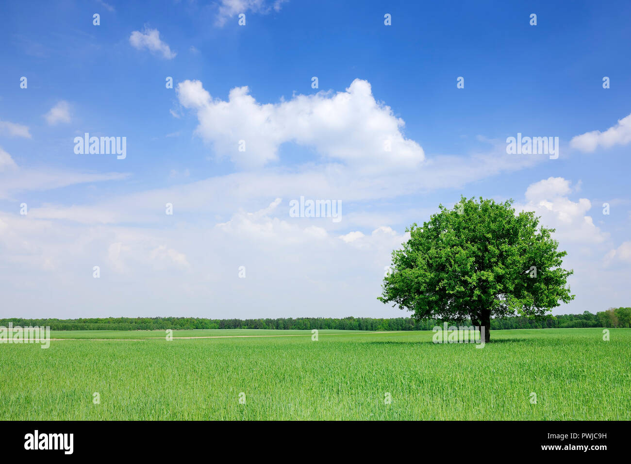 Paisaje, solitario árbol entre campos verdes, el cielo azul y las nubes blancas en el fondo Foto de stock