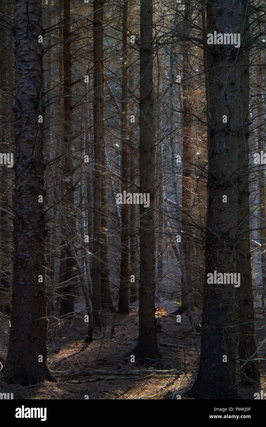 Vista en una aburrida y plantación de pino oscuro, luz sobre las estacas de árboles en la distancia y algunos puntos de luz en el suelo Foto de stock
